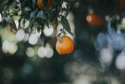 Close-up of orange fruits on growing on tree