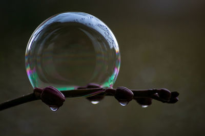 Close-up of bubbles