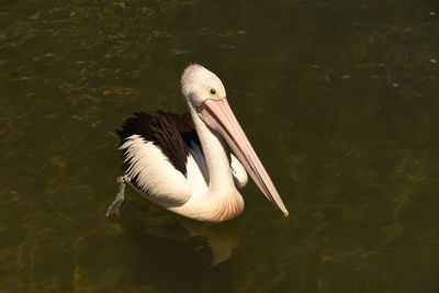 Pelican in his element