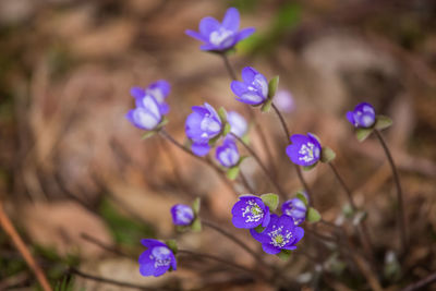 Close-up of purple flowering plants