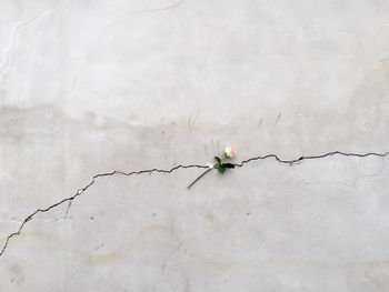 Close-up of rose plant against white wall