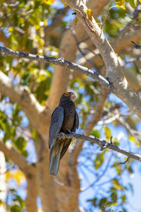 Low angle view of bird perching on tree