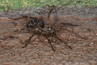 Close-up of spider