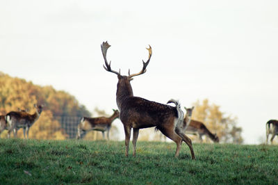 Stag standing on grassy field against clear sky