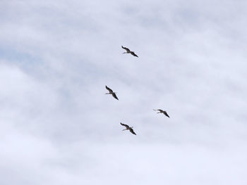 Group of storks who are flying in the air shooted from low angle