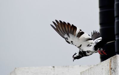 Seagulls flying in the sky