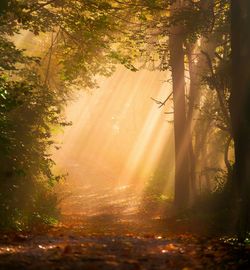 Trees in forest