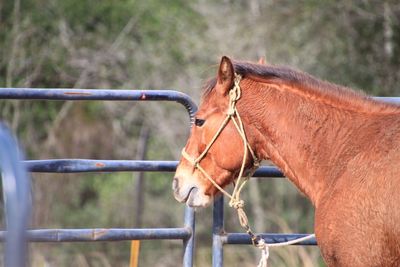 Close-up of a horse in ranch