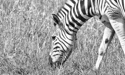 Zebra in the bush