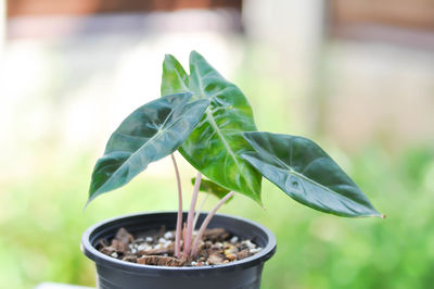 Close-up of potted plant