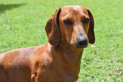 Close-up portrait of dog on field