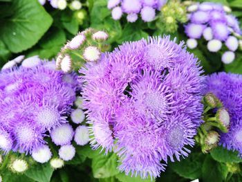 Close-up of purple flowering plants in garden