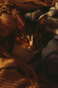 Portrait of cat resting on sofa