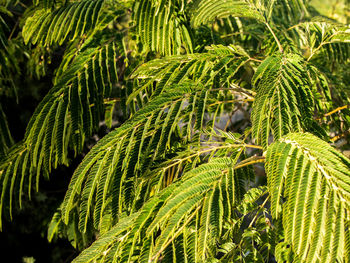 Close-up of green leaves