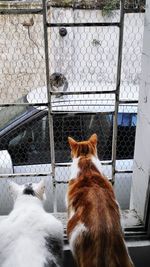 Cats looking through window