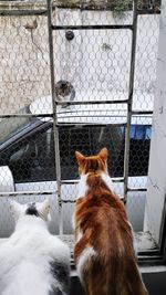 Rear view of cat sitting on snow