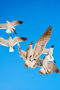 Low angle view of bird flying against clear blue sky