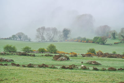 Grassy fields with approaching fog bank