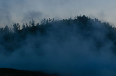 Scenic view of trees in forest against sky