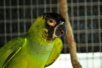 Close-up of parrot in cage