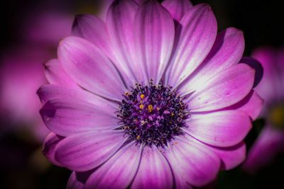 Close-up of purple flower blooming outdoors