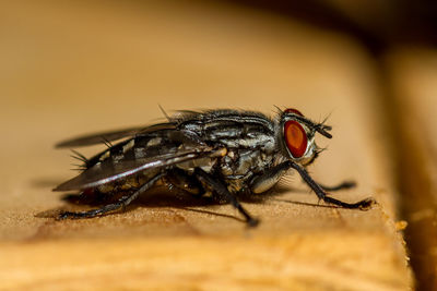 Close-up of fly