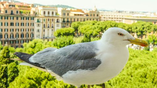 Close-up of bird on grass