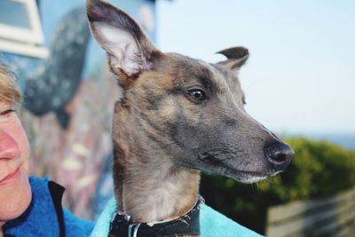 Close-up of dog with woman