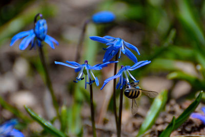 Close-up of insect on purple flower