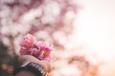 Close-up of hand holding pink cherry blossom