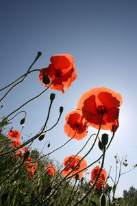 Close-up of red poppy flowers against sky