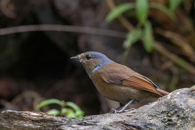 Close-up of a bird perching on wood