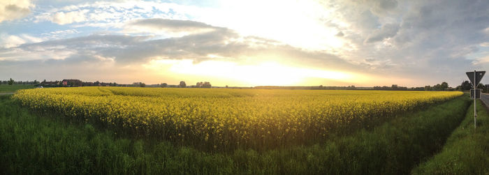 Scenic view of agricultural field against sky during sunset