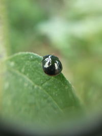 Close-up of snail on leaf