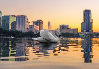 Swan swimming in lake against cityscape during sunset