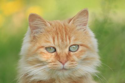 Close-up portrait of ginger cat