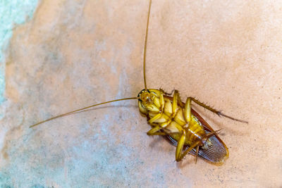 High angle view of insect on rock