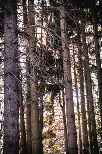 Low angle view of bamboo trees in forest