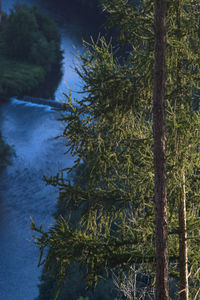 Trees by lake in forest