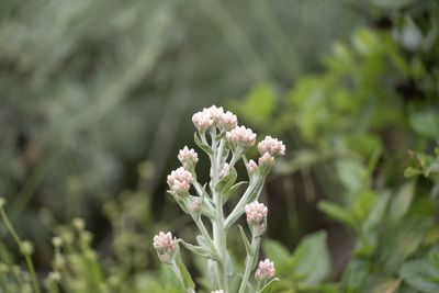 Close-up of white flowering plant