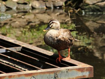 Close-up of seagull perching on wood