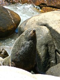Rocks in water