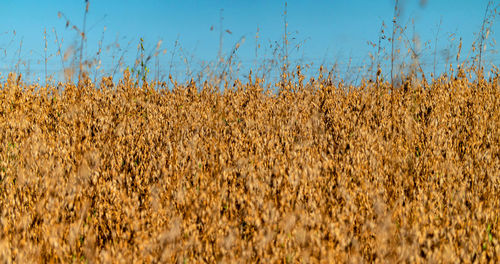 Crops growing on field against sky