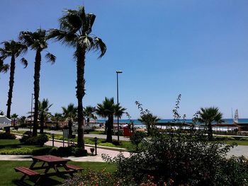 Palm trees against clear blue sky