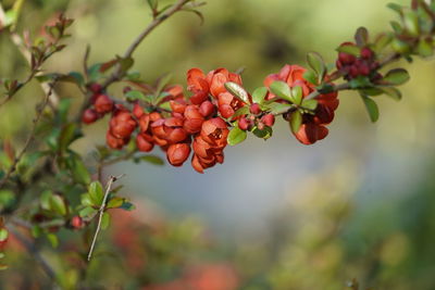 Close-up of red berries growing on tree