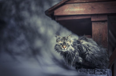 Close-up of cat