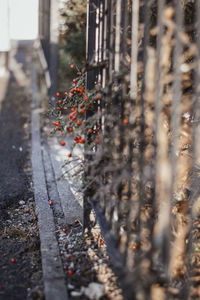 Close-up of plants in city during winter