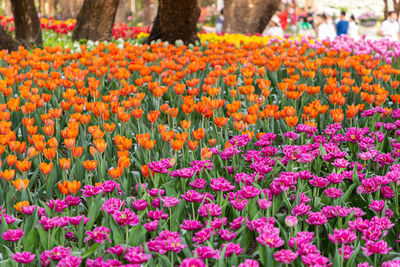 Close-up of multi colored tulips in garden