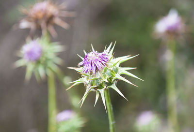 The photo shows a ring thistle as a close-up macro