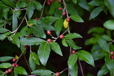 High angle view of berries growing on plant